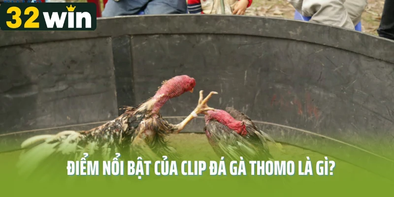 Điểm nổi bật của clip đá gà Thomo là gì?