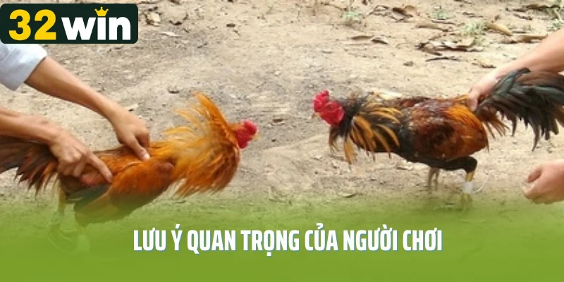 Lưu ý quan trọng của người chơi khi xem clip đá gà Thomo