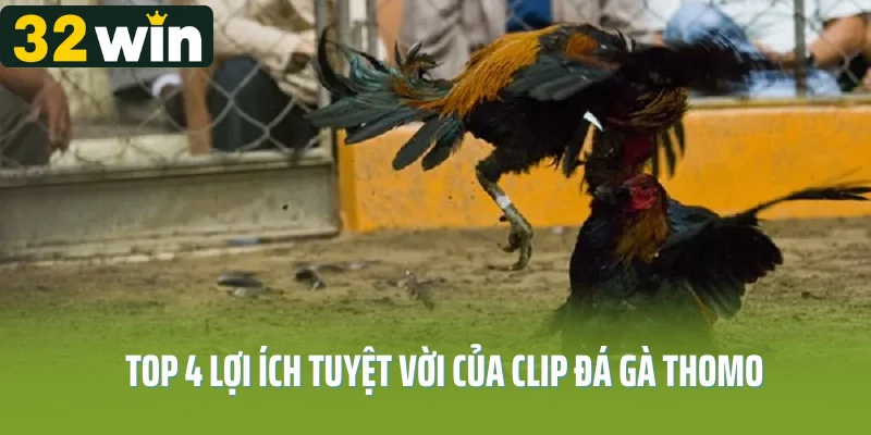 Top 4 lợi ích tuyệt vời của clip đá gà thomo tại 32win