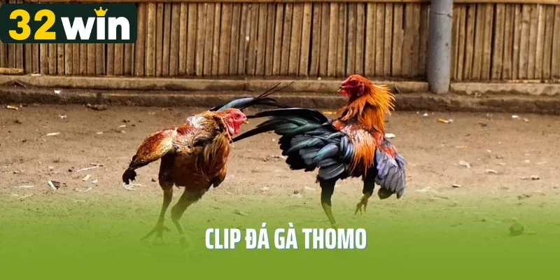 clip đá gà thomo