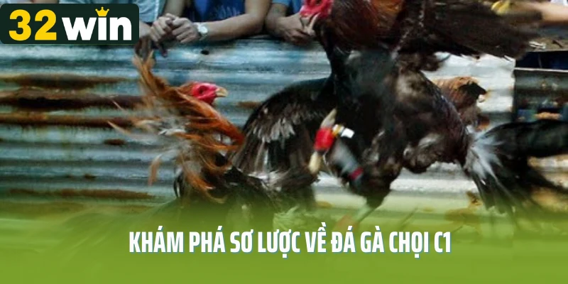 Khám phá sơ lược về đá gà chọi C1