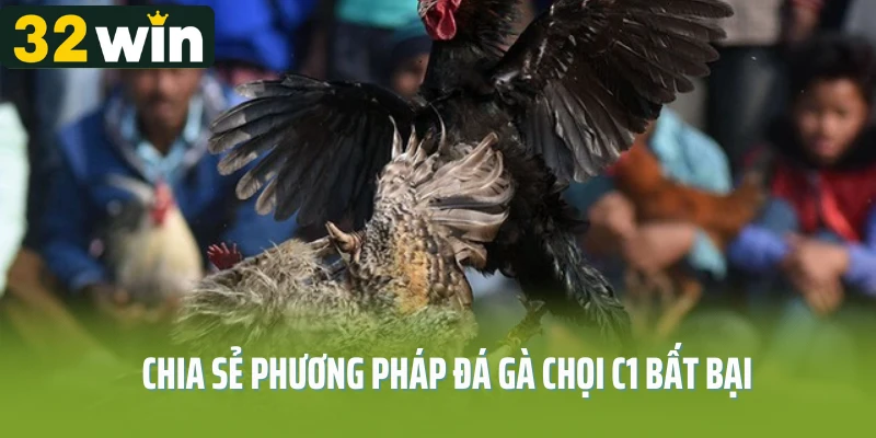 Chia sẻ phương pháp đá gà chọi C1 bất bại