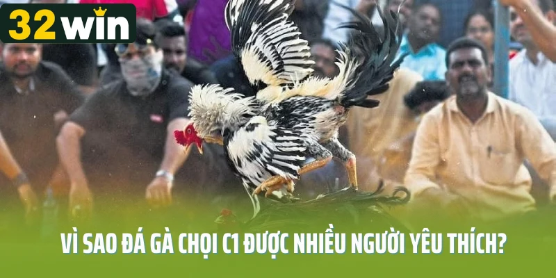 Vì sao đá gà chọi C1 được nhiều người yêu thích?