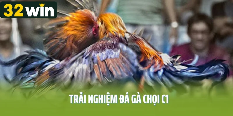 đá gà chọi c1