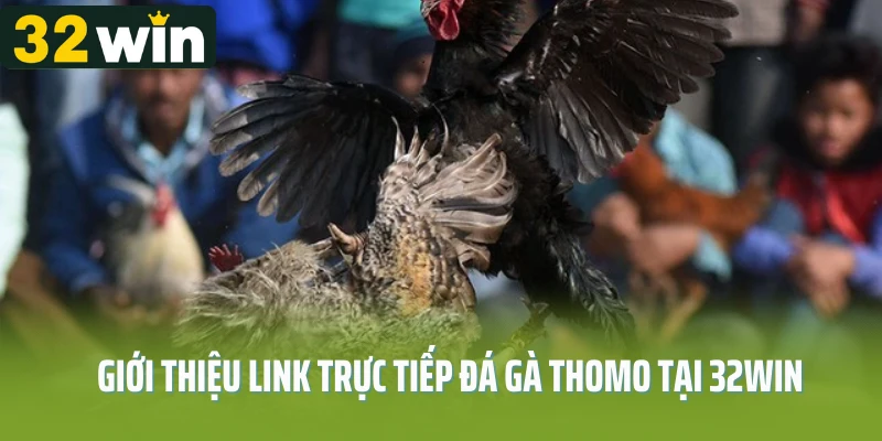Giới thiệu link trực tiếp đá gà thomo tại 32win