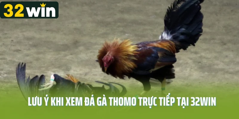 Lưu ý khi xem đá gà Thomo trực tiếp tại 32win