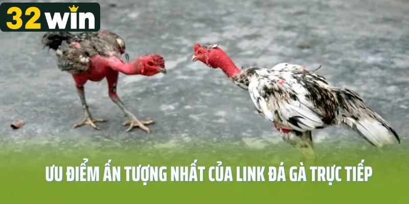 Ưu điểm ấn tượng nhất của link đá gà trực tiếp